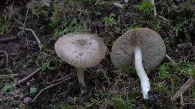 Doğal ortamdaki Willow Shield (Pluetus salicinus)