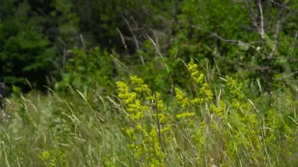 Στρώμα Κυρίας Ελαφρύ Αεράκι Στο Φυσικό Περιβάλλον Galium Verum — Αρχείο Βίντεο