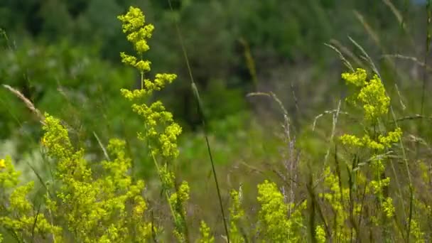 Στρώμα Κυρίας Ελαφρύ Αεράκι Στο Φυσικό Περιβάλλον Galium Verum — Αρχείο Βίντεο