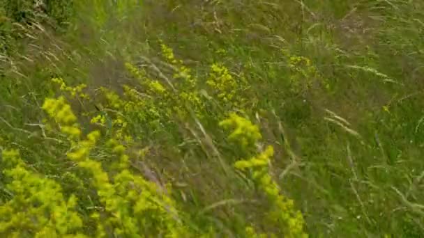 Palha Senhora Ligeira Brisa Ambiente Natural Galium Verum — Vídeo de Stock