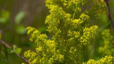Lady 's Bedstraw doğal ortamda hafif bir esinti (Galyum verum)