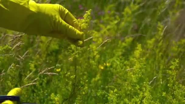女士的稻草 在自然环境中微风轻拂下采摘 金银花 — 图库视频影像