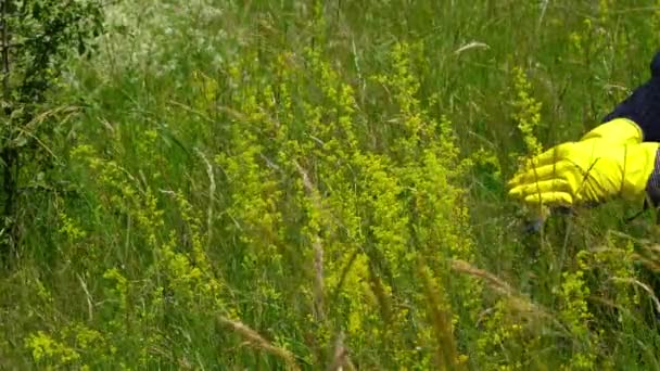 Frauenstroh Bei Leichter Brise Natürlicher Umgebung Pflücken Galium Verum — Stockvideo