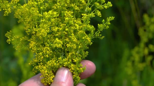 Lettino Donna Con Leggera Brezza Ambiente Naturale Bouquet Galium Verum — Video Stock