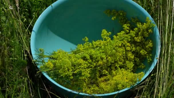 Lady Bedstraw Ligeira Brisa Ambiente Natural Coleção Galium Verum — Vídeo de Stock