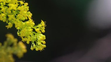Lady 's Bedstraw doğal ortamda hafif bir esinti (Galyum verum)