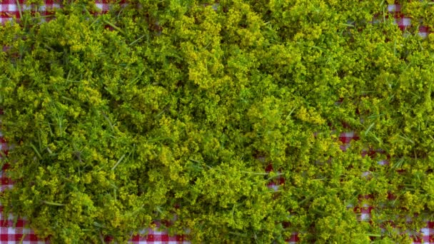 Frauenstroh Schneiden Für Tee Galium Verum — Stockvideo