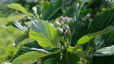 Whitebeam meyve seti, olgunlaşma (Sorbus aryası)