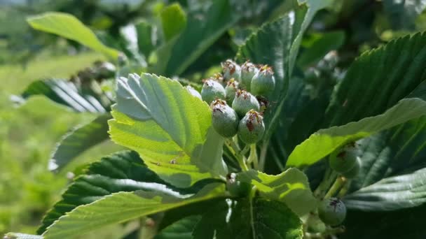 Conjunto Frutos Feixe Branco Amadurecimento Sorbus Aria — Vídeo de Stock