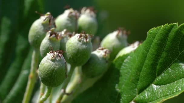 Vitljusfruktsset Mognad Sorbus Aria — Stockvideo