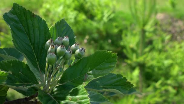 成熟的白茎果 Sorbus Aria — 图库视频影像