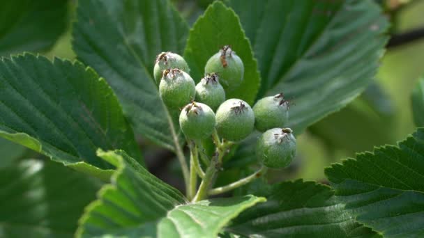 成熟的白茎果 Sorbus Aria — 图库视频影像