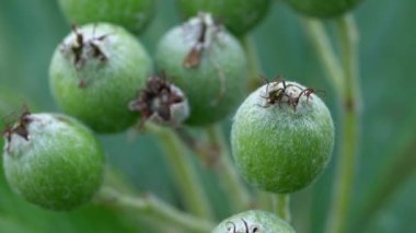 Whitebeam meyve seti, olgunlaşma (Sorbus aryası)