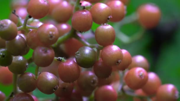 Conjunto Frutas Vermelhas Sabugueiro Amadurecimento Sambucus Racemosa — Vídeo de Stock