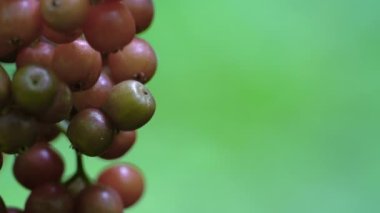 Kırmızı Elderberry meyve seti, olgunlaşma (Sambucus racemosa)