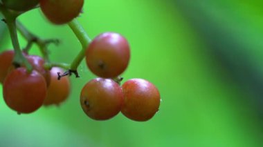 Kırmızı Elderberry meyve seti, olgunlaşma (Sambucus racemosa)