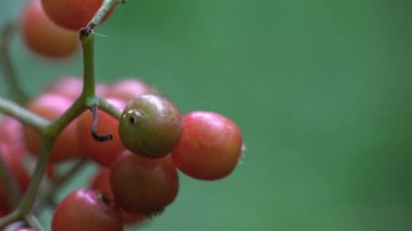Kırmızı Elderberry meyve seti, olgunlaşma (Sambucus racemosa)