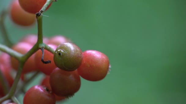 Conjunto Frutas Vermelhas Sabugueiro Amadurecimento Sambucus Racemosa — Vídeo de Stock