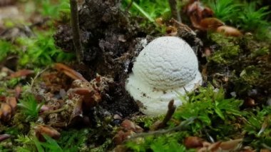 Doğal ortamda yalnız Amanita, genç (Amanita echinocephala))