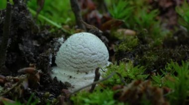 Doğal ortamda yalnız Amanita, genç (Amanita echinocephala))