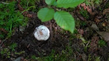 Doğal ortamda yalnız Amanita, genç (Amanita echinocephala))