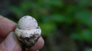 Doğal ortamda yalnız Amanita, genç (Amanita echinocephala))