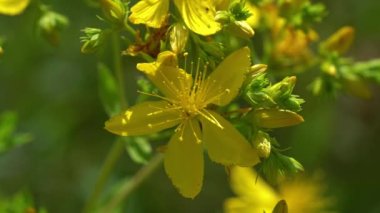 St John's Wort in natural ambient (Hypericum perforatum)
