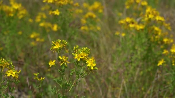 Třezalka Tečkovaná Přírodním Prostředí Hypericum Perforatum — Stock video