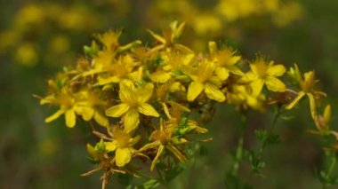 St John's Wort in natural ambient (Hypericum perforatum)