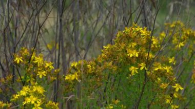 St John's Wort in natural ambient (Hypericum perforatum)