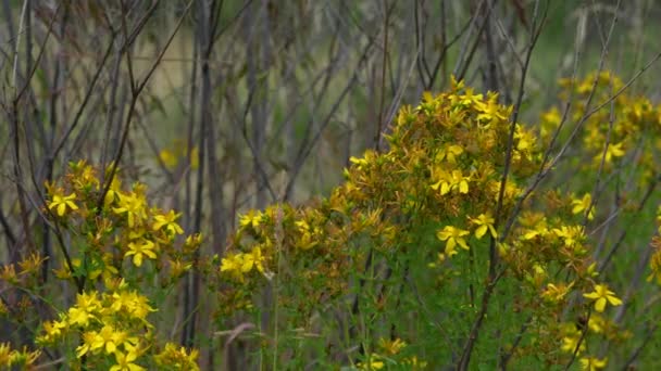 Hierba San Juan Ambiente Natural Hypericum Perforatum — Vídeos de Stock