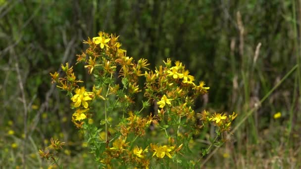 Hierba San Juan Ambiente Natural Hypericum Perforatum — Vídeos de Stock