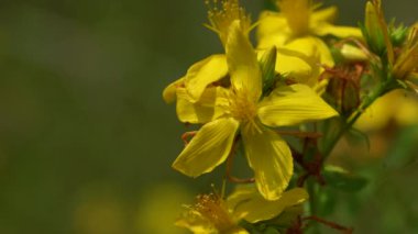 St John's Wort in natural ambient (Hypericum perforatum)