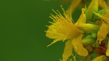 St John's Wort in natural ambient (Hypericum perforatum)