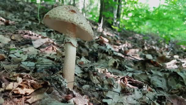 Μανιτάρι Parasol Φυσικό Περιβάλλον Macrolepiota Procera — Αρχείο Βίντεο