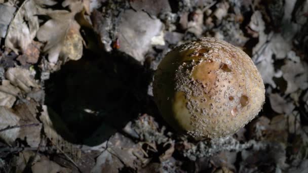 Parasol Mushroom Natural Ambient Macrolepiota Procera — стокове відео