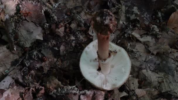 Cogumelo Parasol Ambiente Natural Macrolepiota Procera — Vídeo de Stock