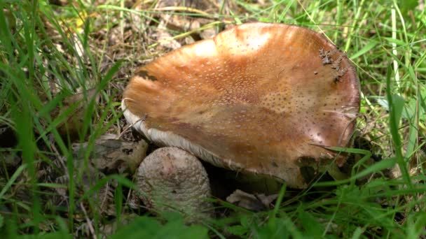 天然环境中的百草醇蘑菇 Macrolepiota Procera — 图库视频影像