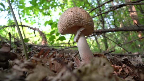 Parasol Mushroom Natural Ambient Macrolepiota Procera — стокове відео