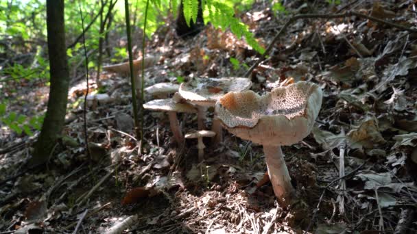 Champiñón Parasol Ambiente Natural Macrolepiota Procera — Vídeos de Stock