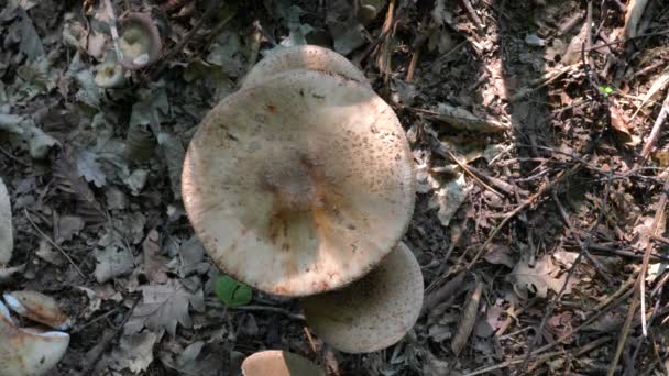 天然环境中的百草醇蘑菇 Macrolepiota Procera — 图库视频影像