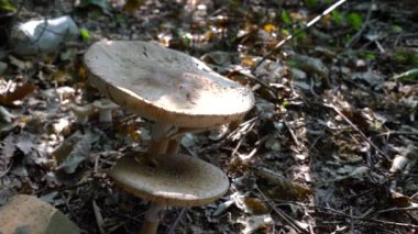 Doğal ortamda şempanze mantarı (Macrolepiota procera)