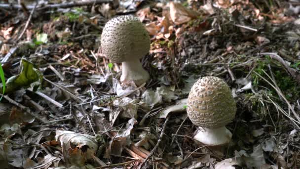 Parasol Paddestoel Natuurlijke Omgeving Macrolepiota Procera — Stockvideo