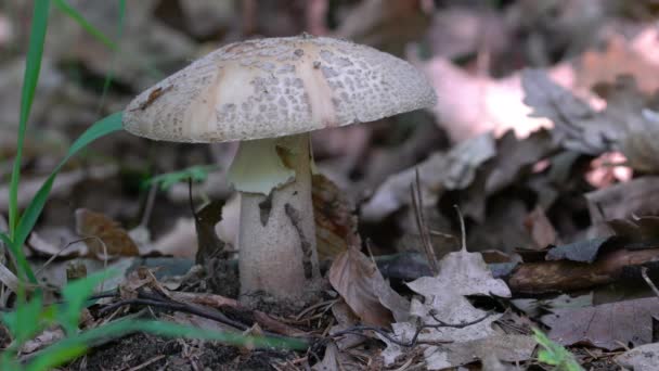 Cogumelo Parasol Ambiente Natural Macrolepiota Procera — Vídeo de Stock