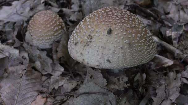 Parasol Paddestoel Natuurlijke Omgeving Macrolepiota Procera — Stockvideo