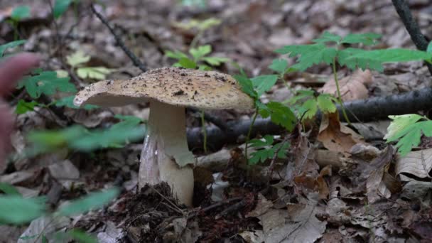 Champiñón Parasol Ambiente Natural Macrolepiota Procera — Vídeos de Stock