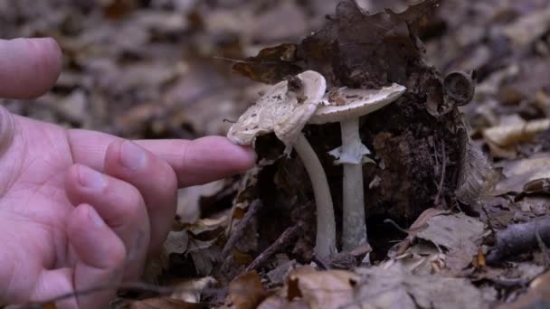 Μανιτάρι Parasol Φυσικό Περιβάλλον Macrolepiota Procera — Αρχείο Βίντεο