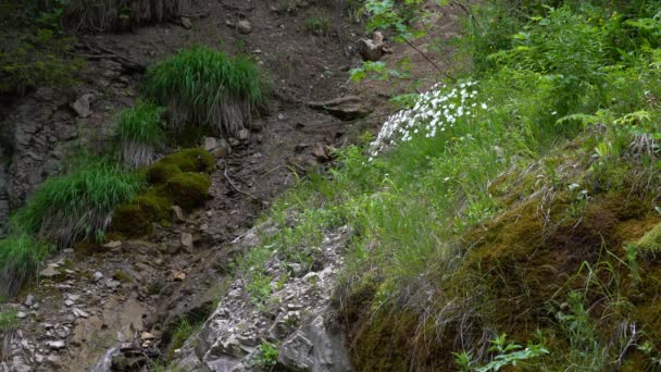 Rock Pink Naturalnym Otoczeniu Dianthus Petraeus — Wideo stockowe