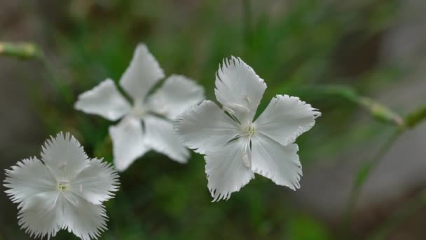 Rock Pink Ambiente Natural Dianthus Petraeus — Vídeo de stock