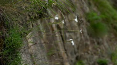 Doğal ortamda Rock Pembesi (Dianthus petraeus)